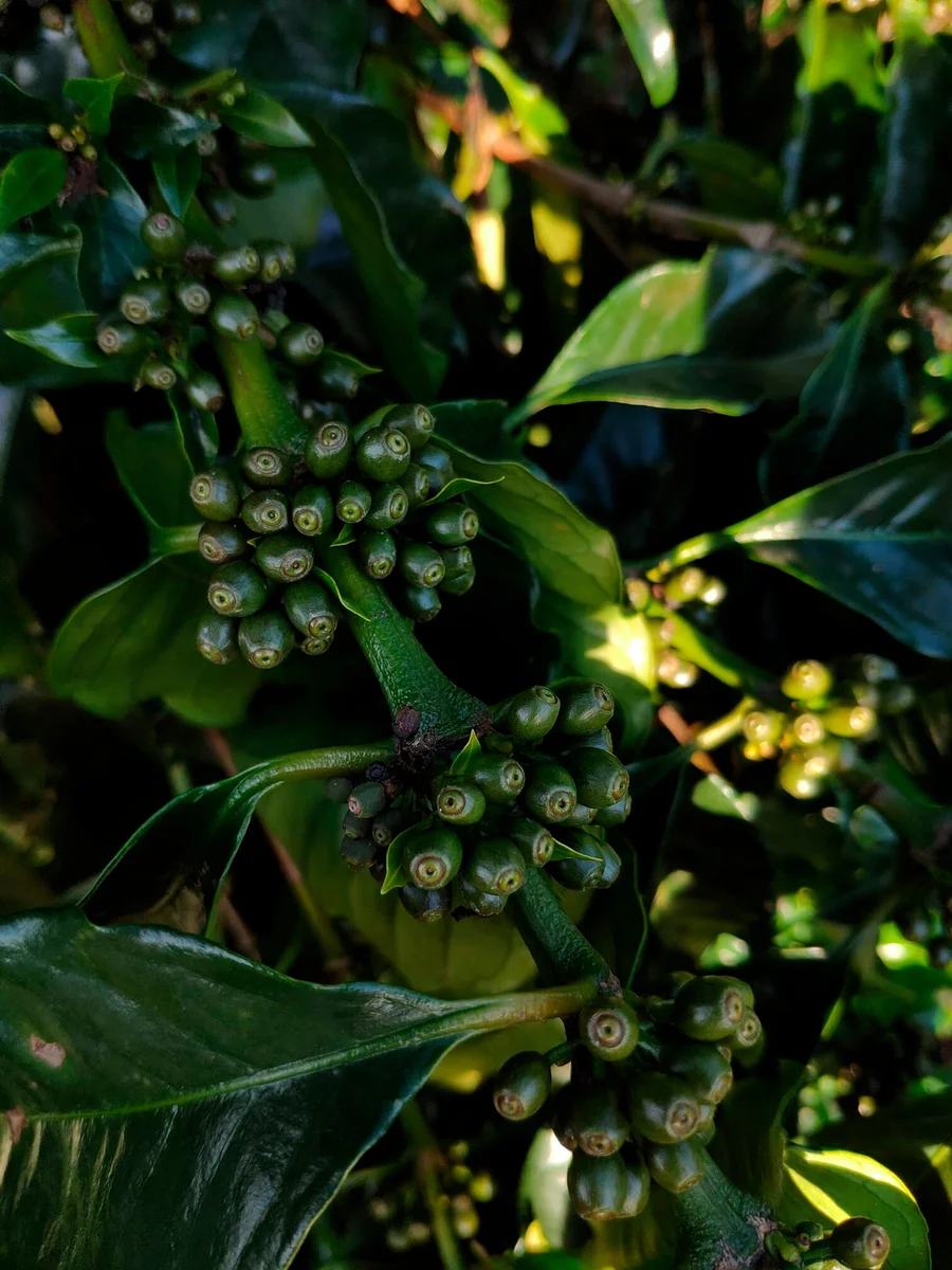 Nahaufnahme von grünen Kaffeekirschen und Blättern an einem Kaffeebaum.