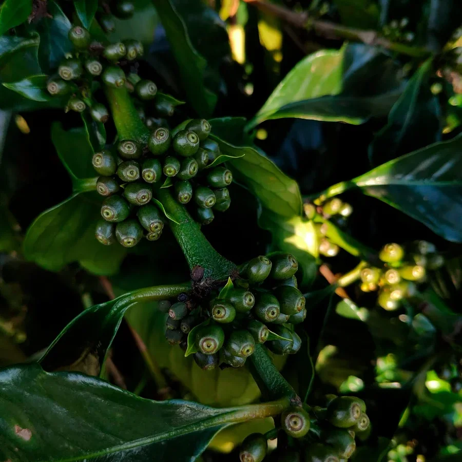 Nahaufnahme von grünen Kaffeekirschen und Blättern an einem Kaffeebaum.