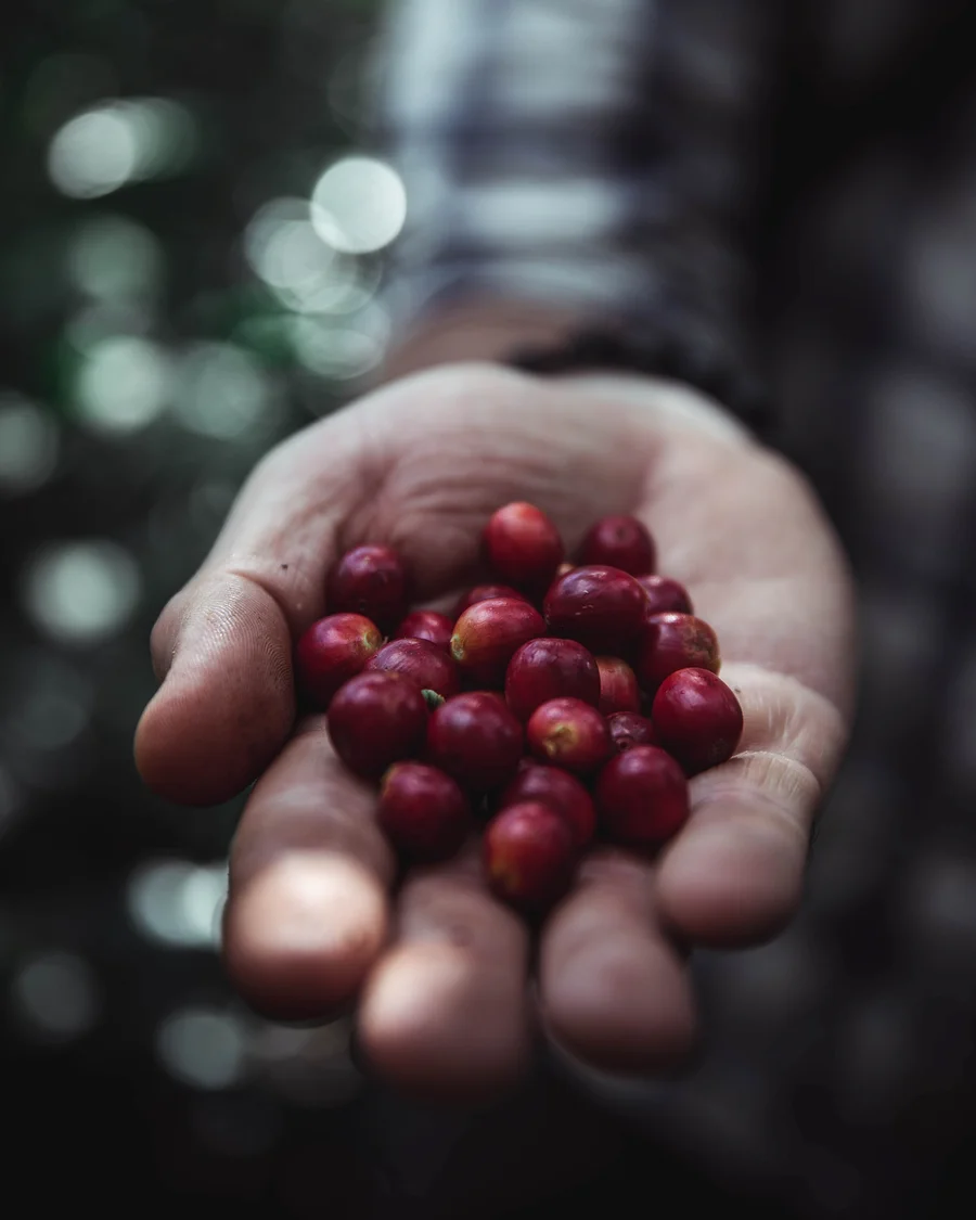 Nahaufnahme einer Hand, die eine Handvoll rote Kaffeekirschen hält, Hintergrund unscharf.