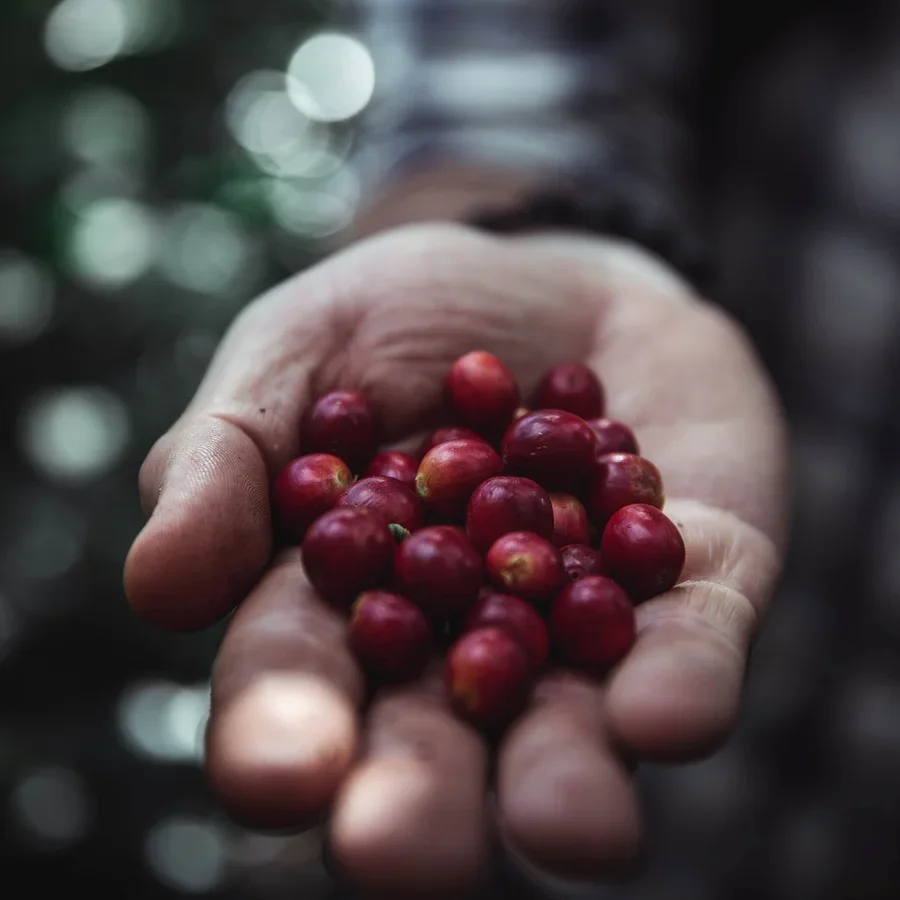 Nahaufnahme einer Hand, die eine Handvoll rote Kaffeekirschen hält, Hintergrund unscharf.
