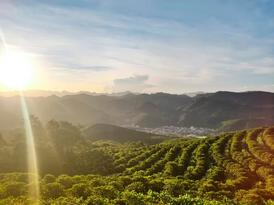 Hügelige Landschaft mit Kaffeeplantagen im Vordergrund, Bergen und einer Stadt im Hintergrund bei Sonnenaufgang.
