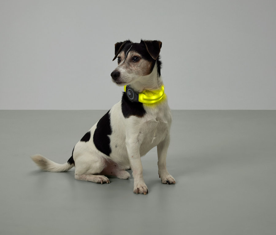 Sitzender Hund mit schwarzen und weißen Flecken und gelbem Halsband.