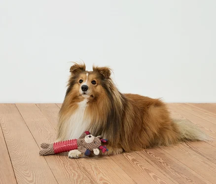 Ein brauner Hund liegt mit einem Spielzeug auf einem Holzboden.