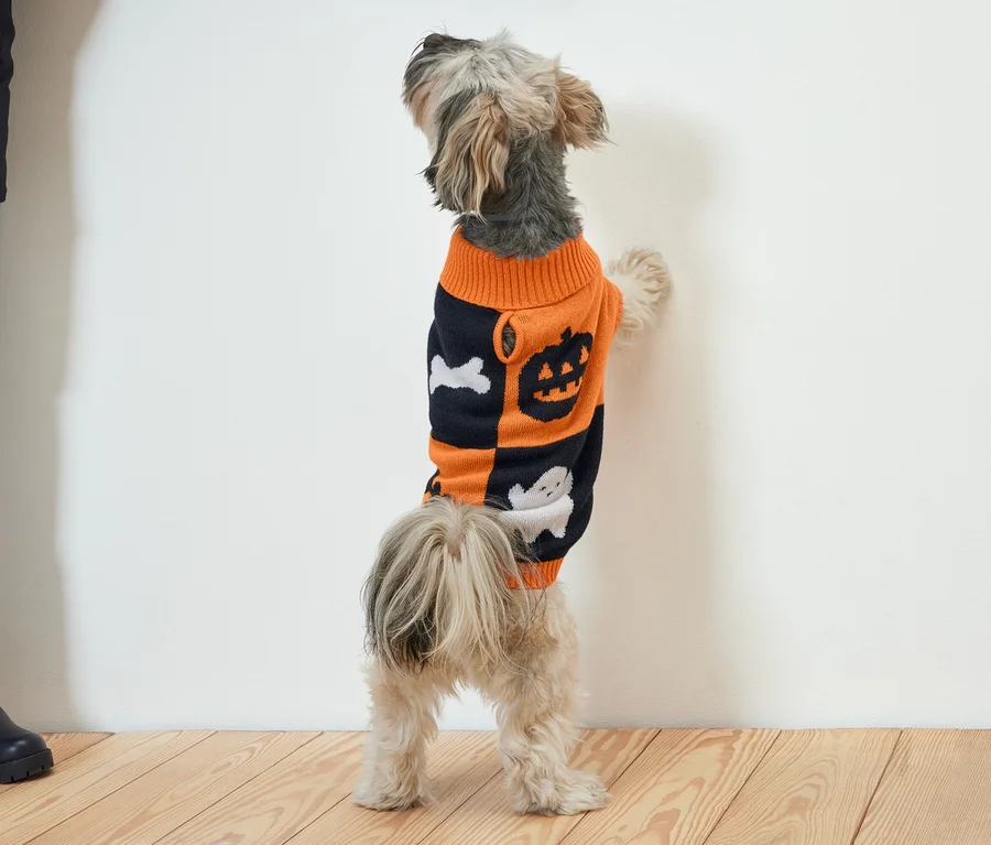 Ein kleiner Hund steht auf seinen Hinterbeinen und lehnt sich an eine weiße Wand. Er trägt einen orange-schwarzen Pullover mit Halloween-Motiven.