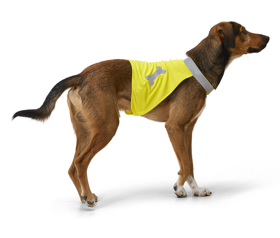 Ein brauner Hund mit weißen Pfoten steht seitlich und trägt eine gelbe Weste mit reflektierendem Knochen-Motiv.