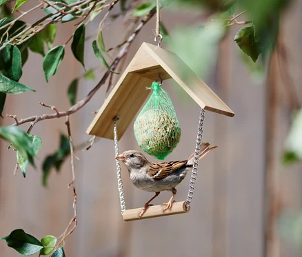 Spatz sitzt auf einer Vogelschaukel, die an einem Baum hängt.