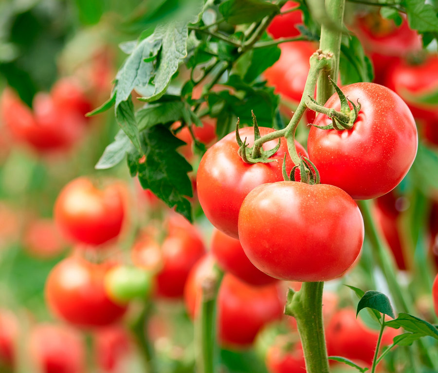 Rote Tomaten wachsen an einem Stiel im Minigarten in der Papiertüte.