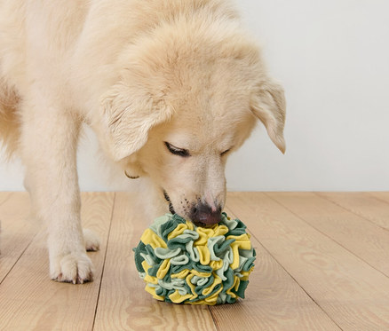 Hund schnüffelt an Tier-Schnüffelball.