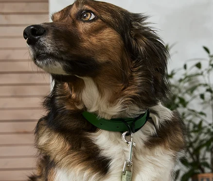 Ein brauner Hund mit weisser Brust trägt ein Hunde-Halsband.