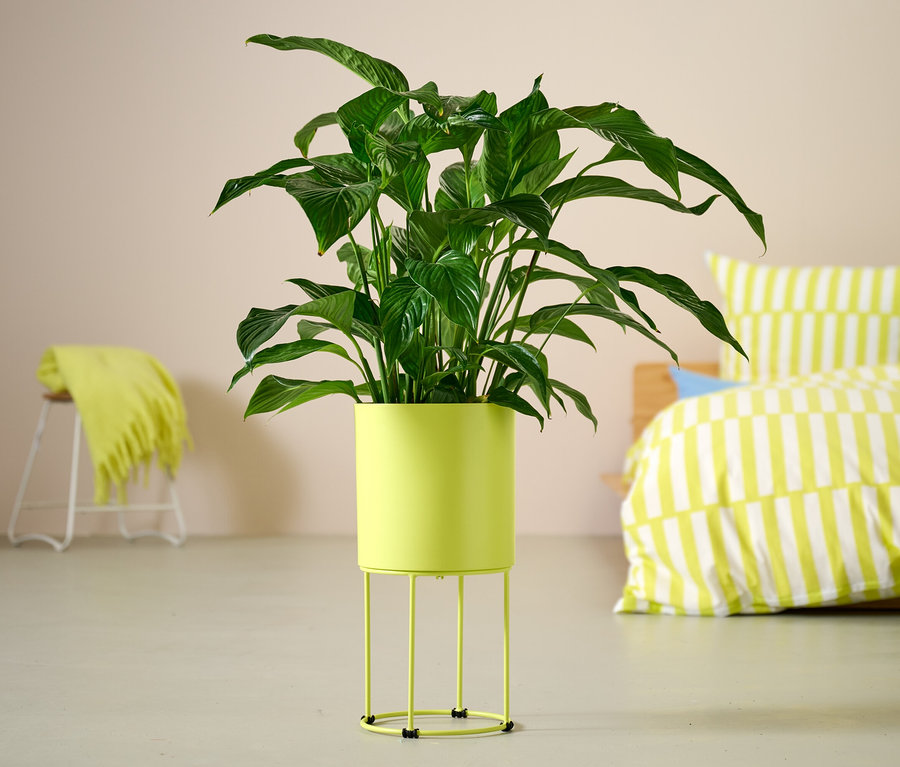 Grüne Pflanze in runder Pflanzbox steht auf dem Boden.