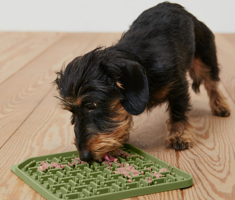 Ein brauner Dackel frisst von einer Schleckmatte auf einem Holzboden.