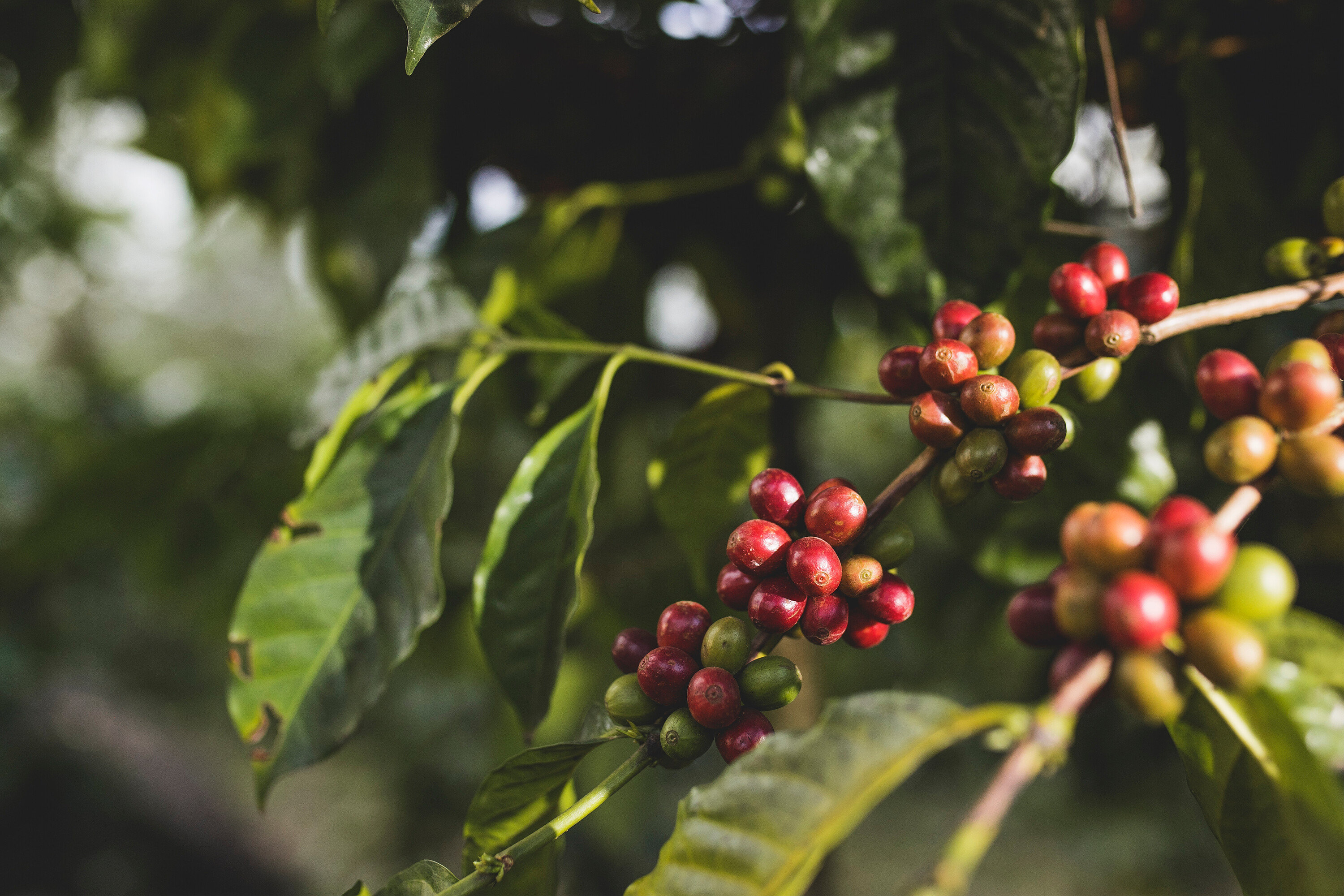 Kaffeekirschen wachsen an einem Zweig, einige sind rot und einige grün.