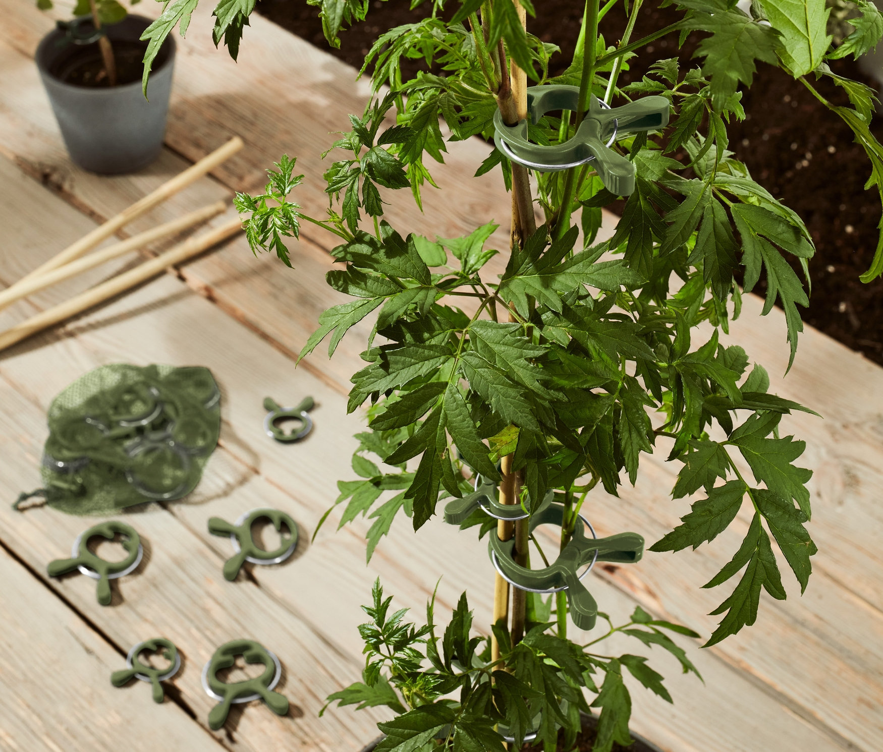 Eine Pflanze im Topf ist mit 20er-Set Pflanzenclips an einem Bambusstab befestigt.