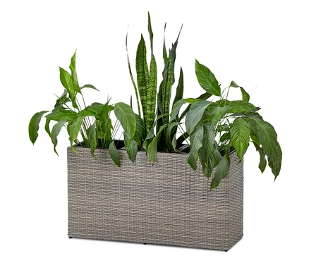 Grüne Pflanzen im Blumenkasten.
