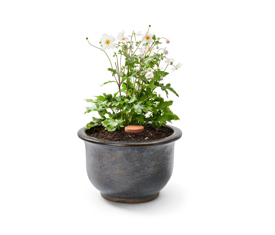 Blumentopf mit weißen Blüten und 2 großen Ton-Bewässerungshelfern.
