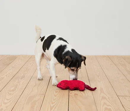 Hund schnüffelt an rotem Spielzeug auf Holzboden.