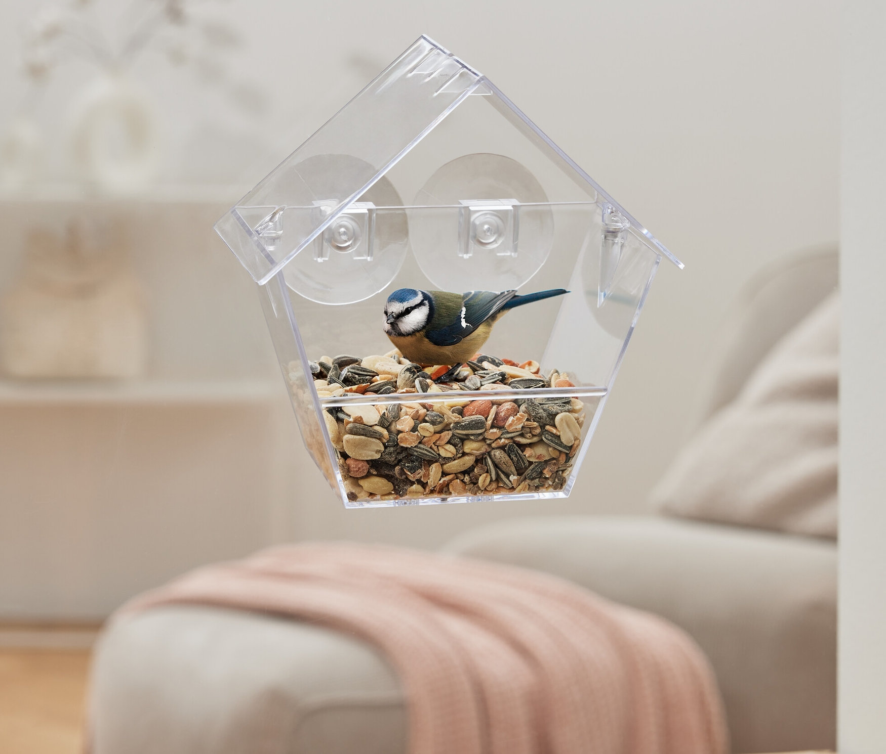 Eine Blaumeise sitzt in einem Fenster-Vogelfutterhaus.