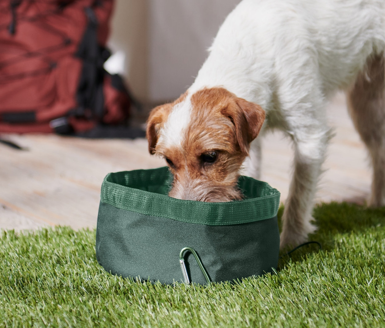 Ein Hund trinkt aus einem dunkelgrünen, faltbaren Hundenapf auf dem Gras. Im Hintergrund befindet sich ein brauner Rucksack.