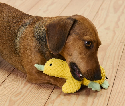Ein brauner Dackel liegt auf einem Holzboden und beißt in ein Hunde-Plüschspielzeug »Kleine Ente«.