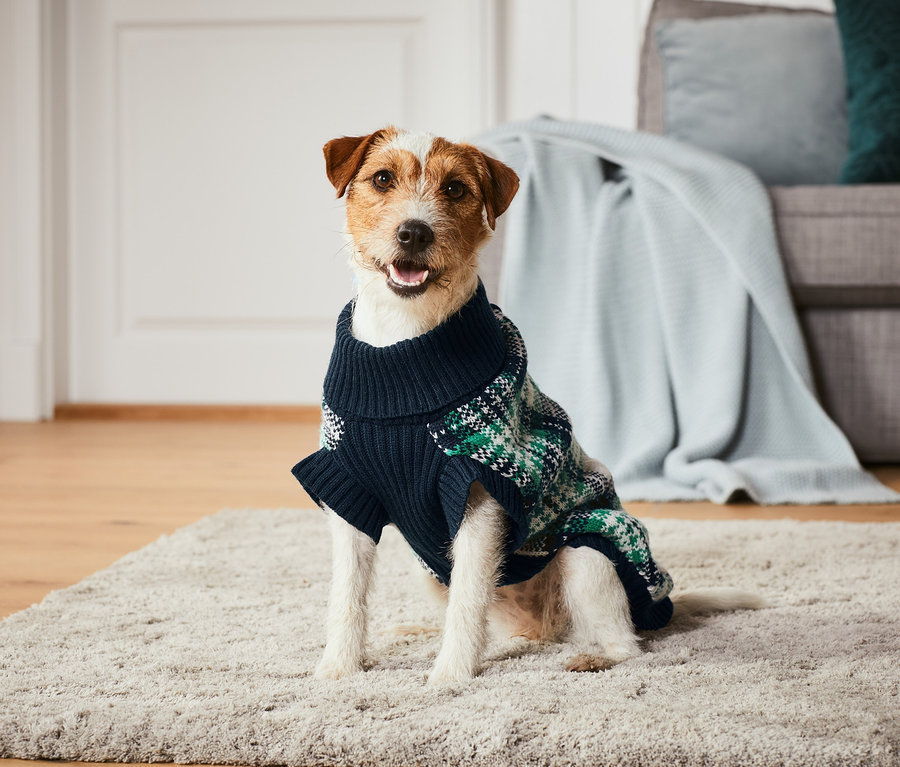 Ein Hund sitzt auf einem Teppich und trägt einen Hunde-Pullover.