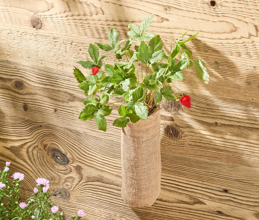 Erdbeerpflanze mit zwei roten Erdbeeren in einem Jutesack vor einer Holzwand. Unten links blühende Astern in einem Holzkasten und gelbe Gummistiefel.