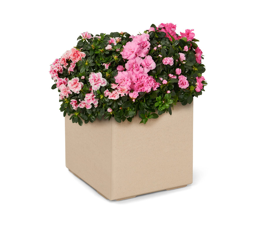 Ein Pflanzkasten auf Rollen bepflanzt mit pinken Blumen.