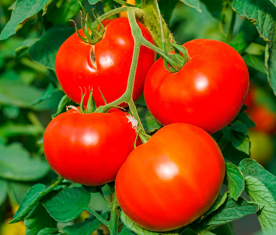 Vier rote Tomaten an einem Stiel mit Minigarten in der Papiertüte, Tomate.