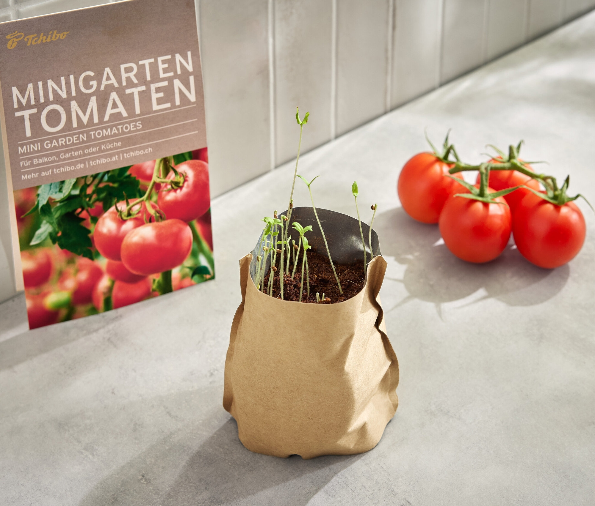 Minigarten in der Papiertüte, Tomate, mit kleinen Pflänzchen, daneben liegen vier Tomaten.