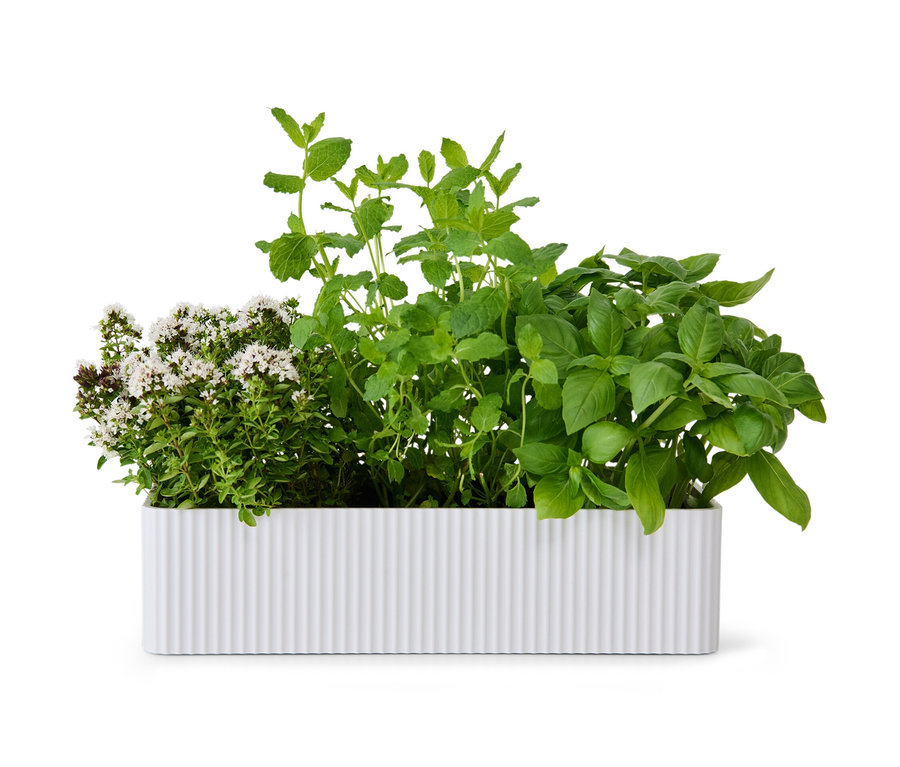 Kräuter wachsen in einem weißen Aufbewahrungskasten.