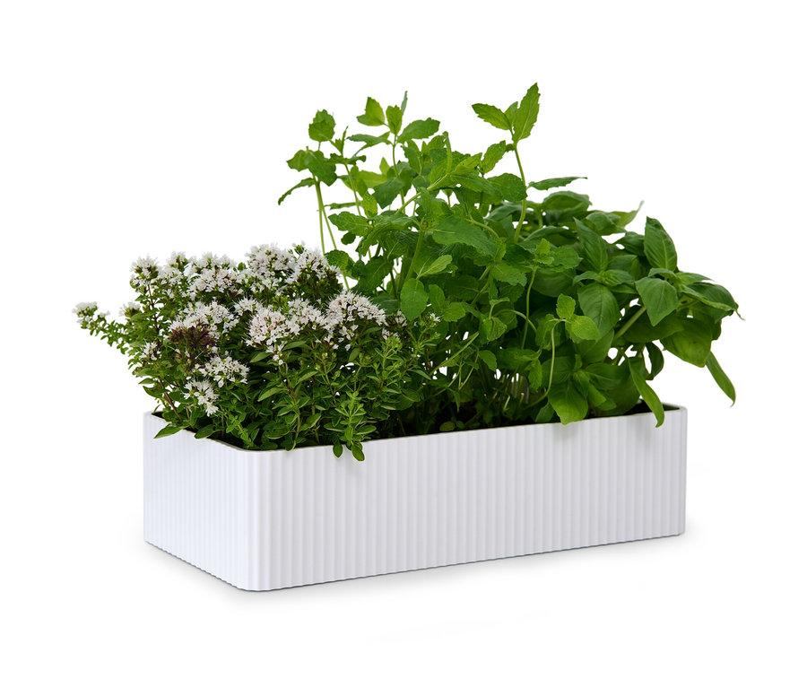 Kräuter wachsen in einem weißen Aufbewahrungskasten.