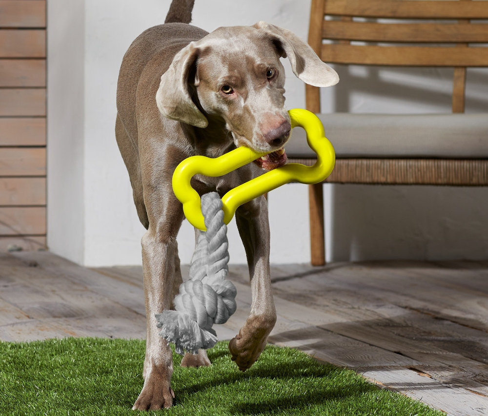 Hund trägt Hundespielzeug.