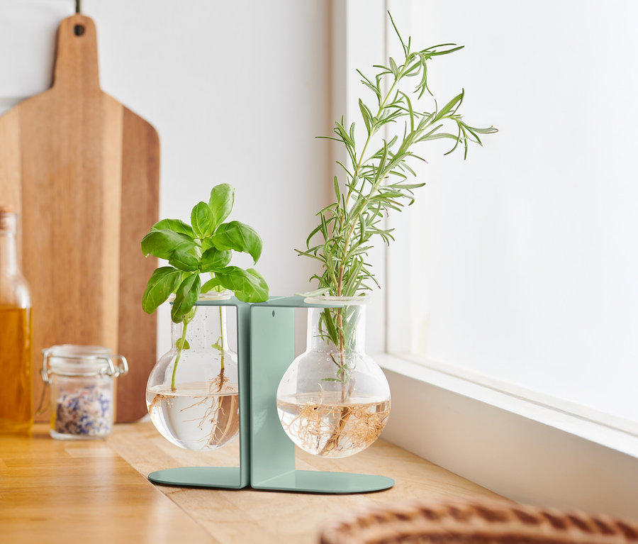 Basilikum und Rosmarin in Ableger- und Vermehrungsstation auf einer Küchentheke.