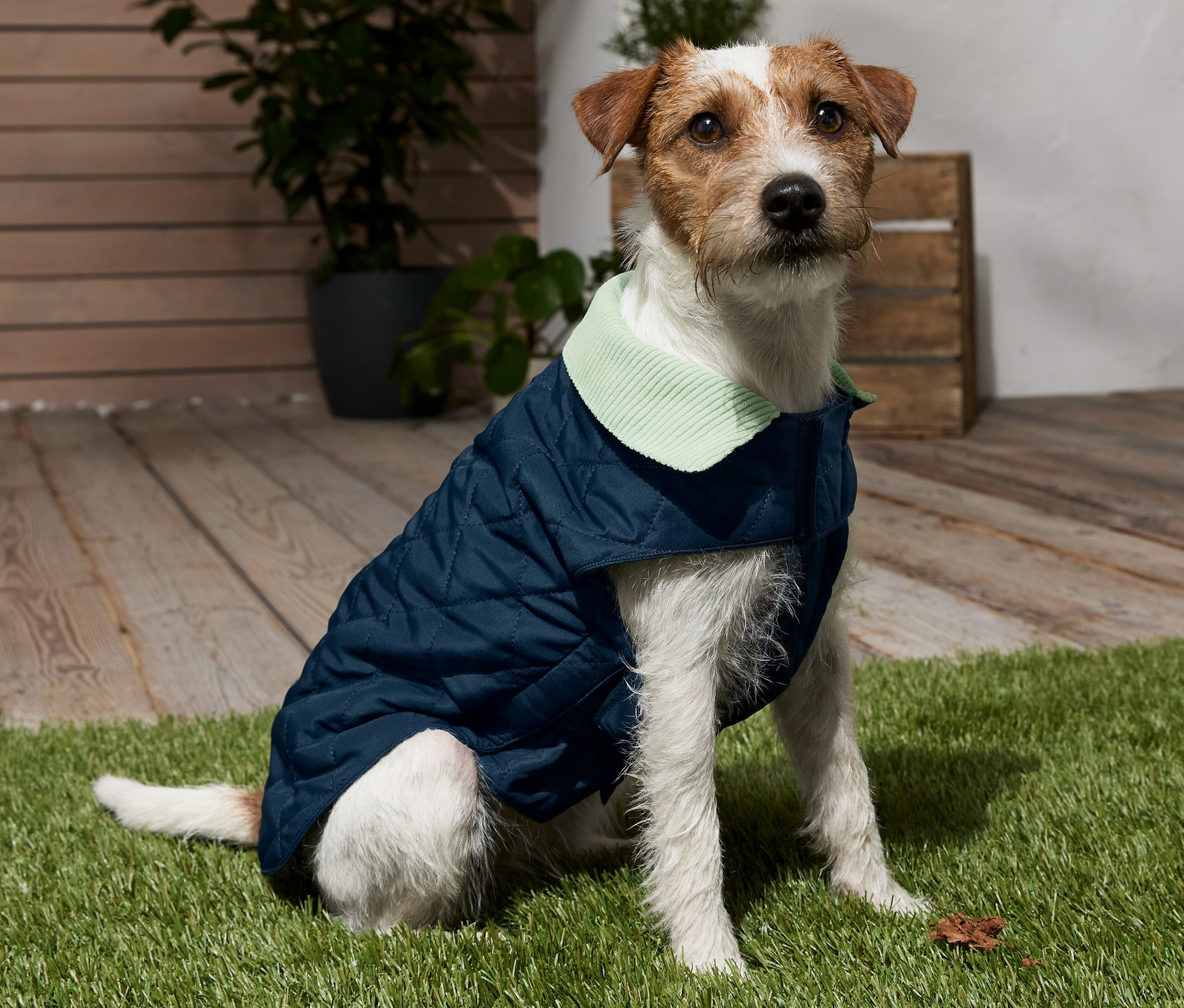 Ein Jack Russell Terrier sitzt auf einem Rasen und trägt einen Hundemantel.