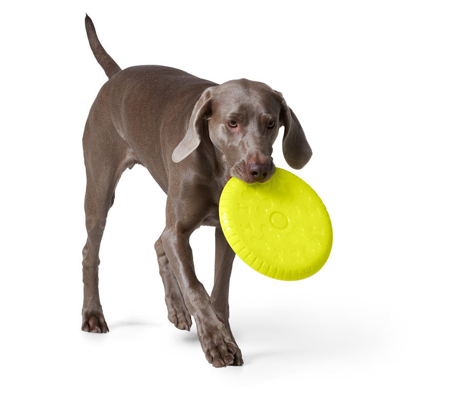 Ein grauer Weimaraner trägt eine gelbe Frisbee im Maul.