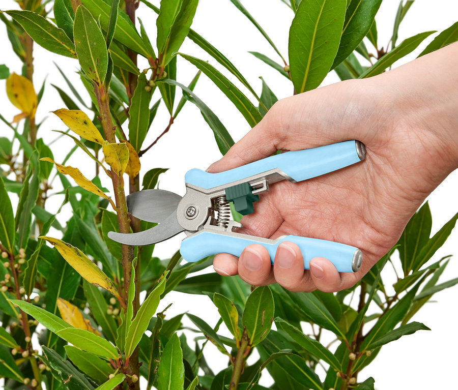 Eine Hand benutzt eine hellblaue Gartenschere, um einen Trieb von einem Lorbeerbaum abzuschneiden.