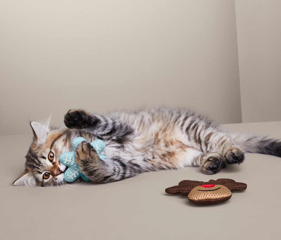 Kätzchen liegt auf der Seite und spielt mit einem blauen Katzen-Spielzeug.