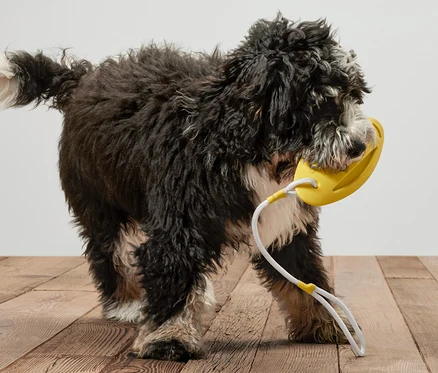 Ein schwarzer Hund hält ein gelbes Hunde-Wurf-und-Wasserspielzeug im Maul.