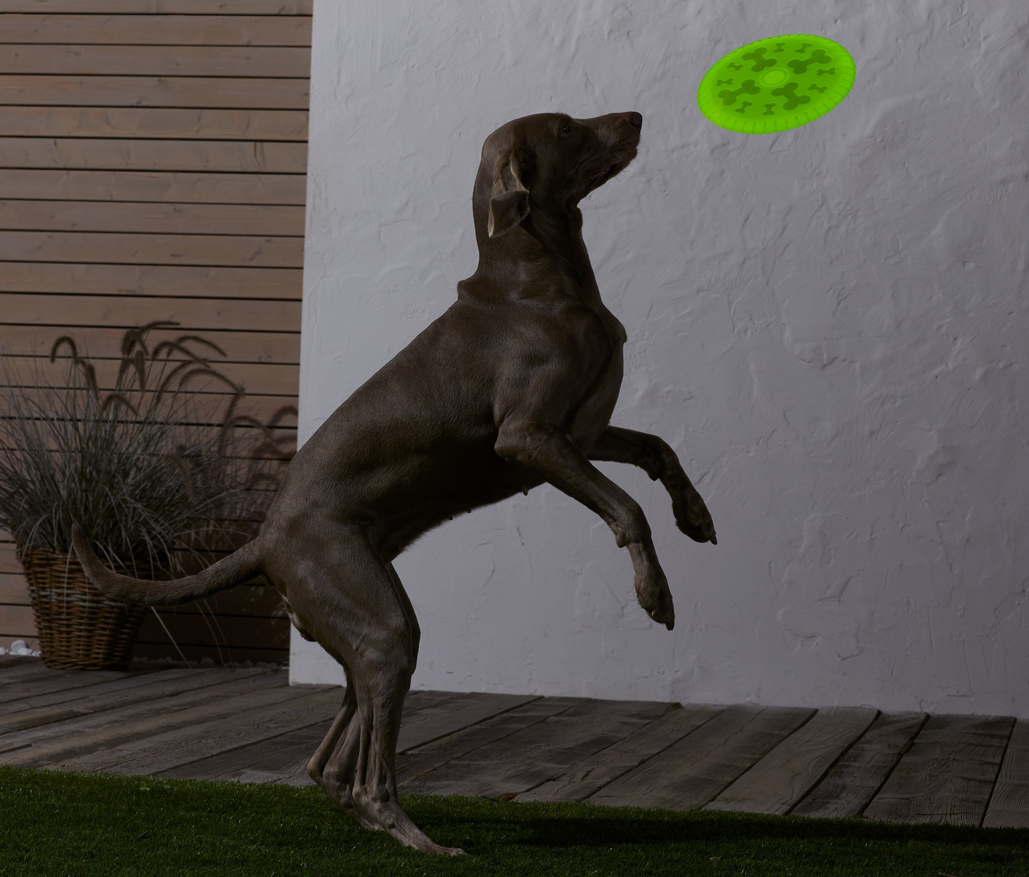 Hund springt, um Hunde-Wurfscheibe zu fangen.