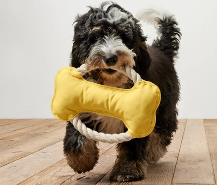 Ein Hund trägt ein gelbes Hunde-Tau-Spielzeug in Knochenform im Maul.