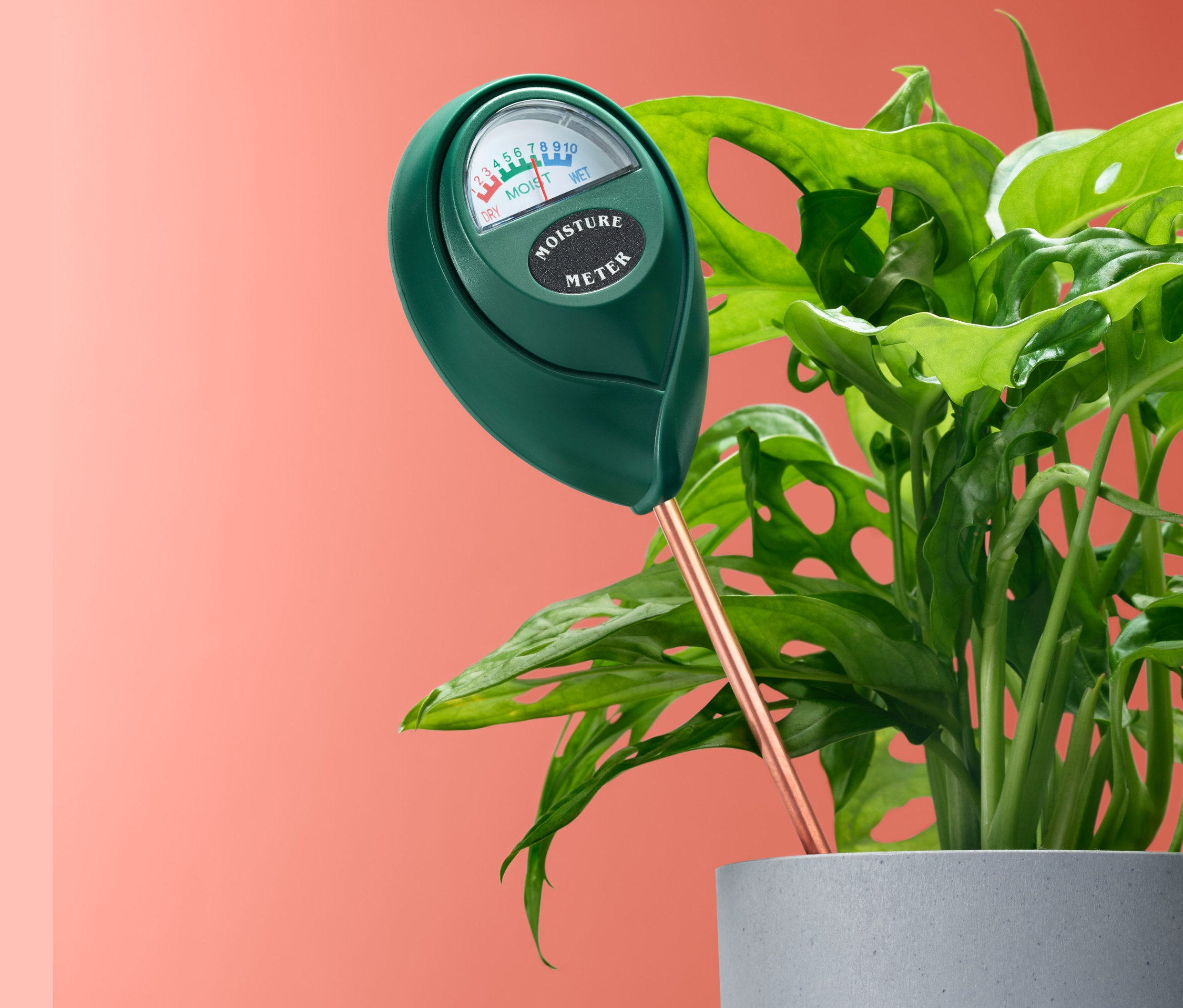 Feuchtigkeitsmesser steckt in einem Topf mit einer Pflanze.
