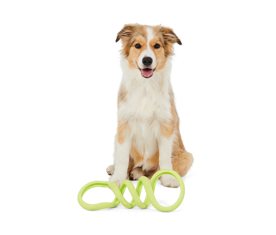 Sitzender Hund mit Hunde-Zerrspielzeug.