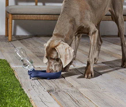 Weimaraner trinkt Wasser aus einer blauen Schüssel mit einer transparenten Flasche auf einem Holzboden.