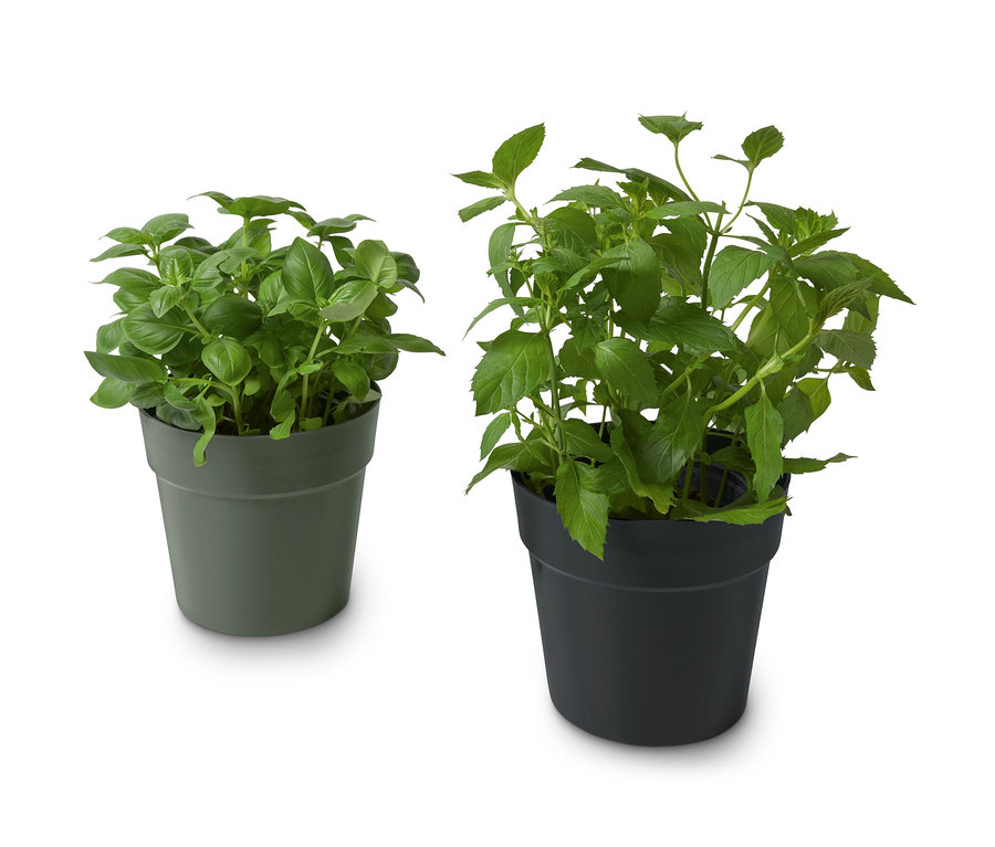 Zwei Kräuter-Übertöpfe, einer olivgrün, einer schwarz, beide mit Kräutern.