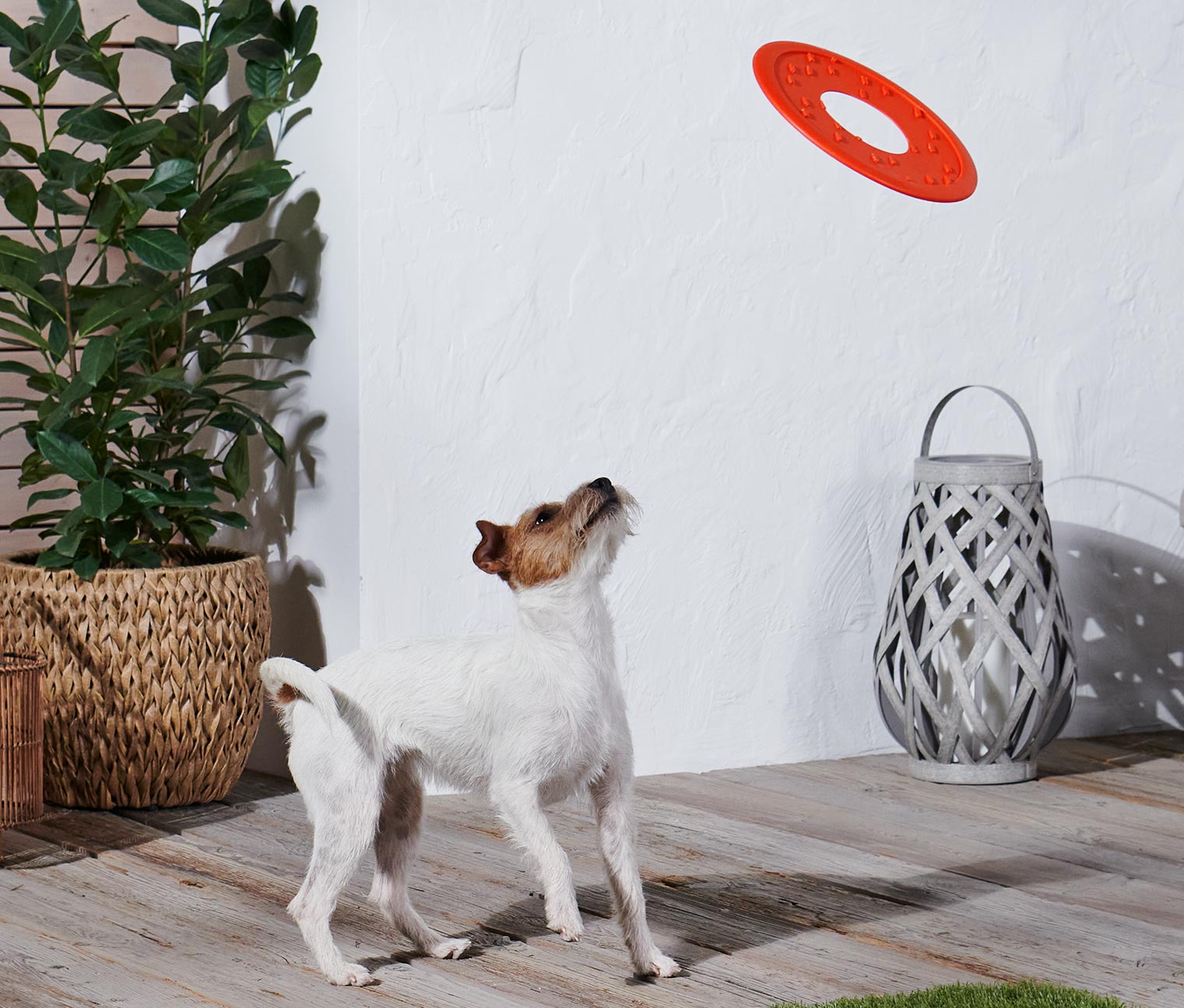 Hunde-Wurfscheibe