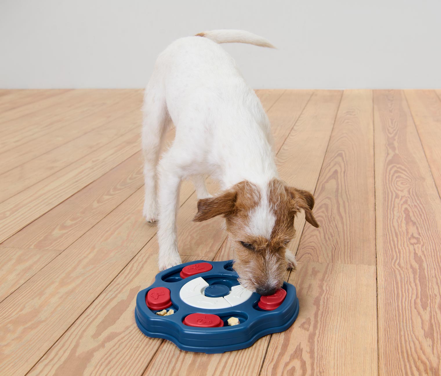 Hunde-Intelligenzspielzeug