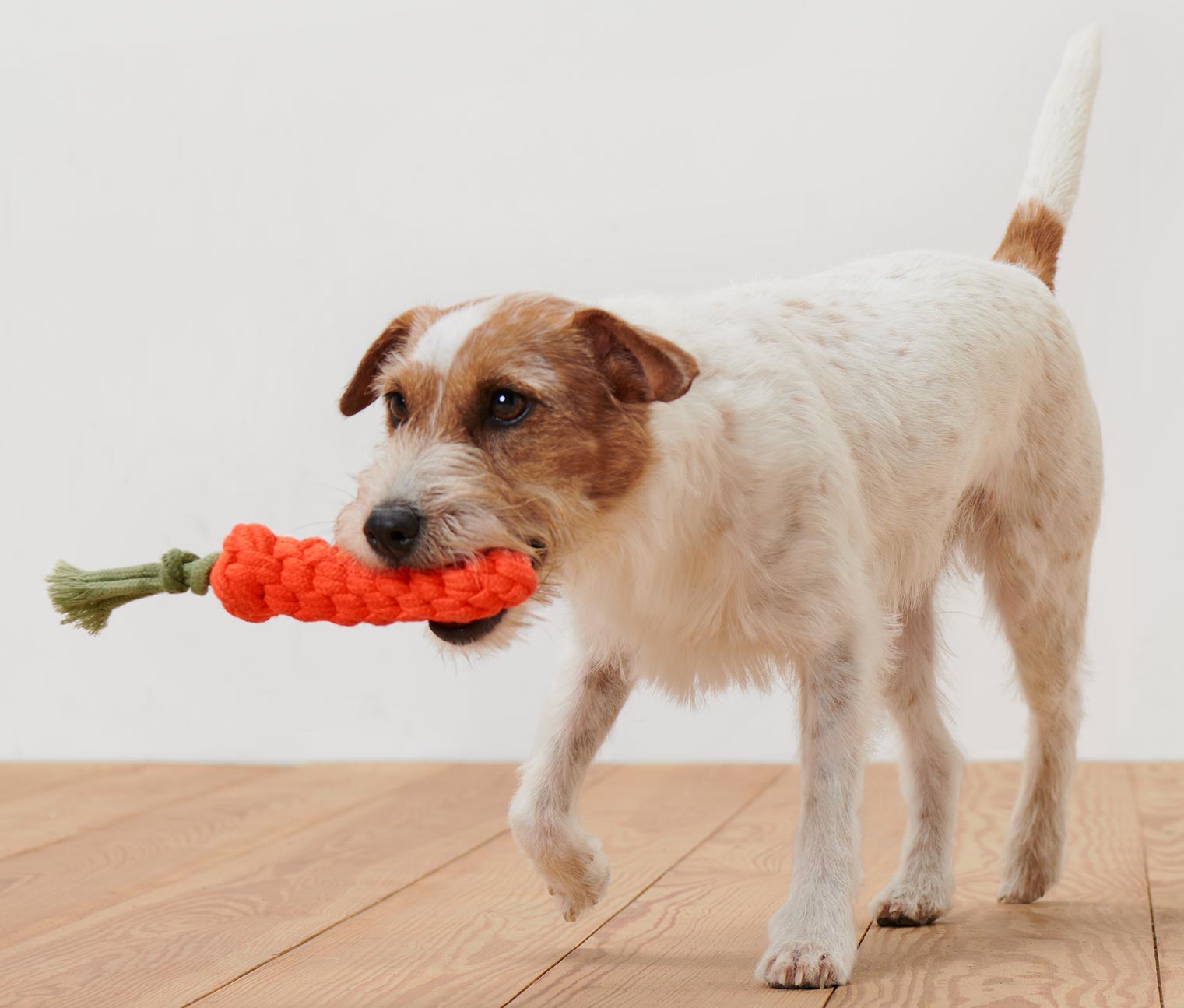 Hundespielzeug »Karotte«