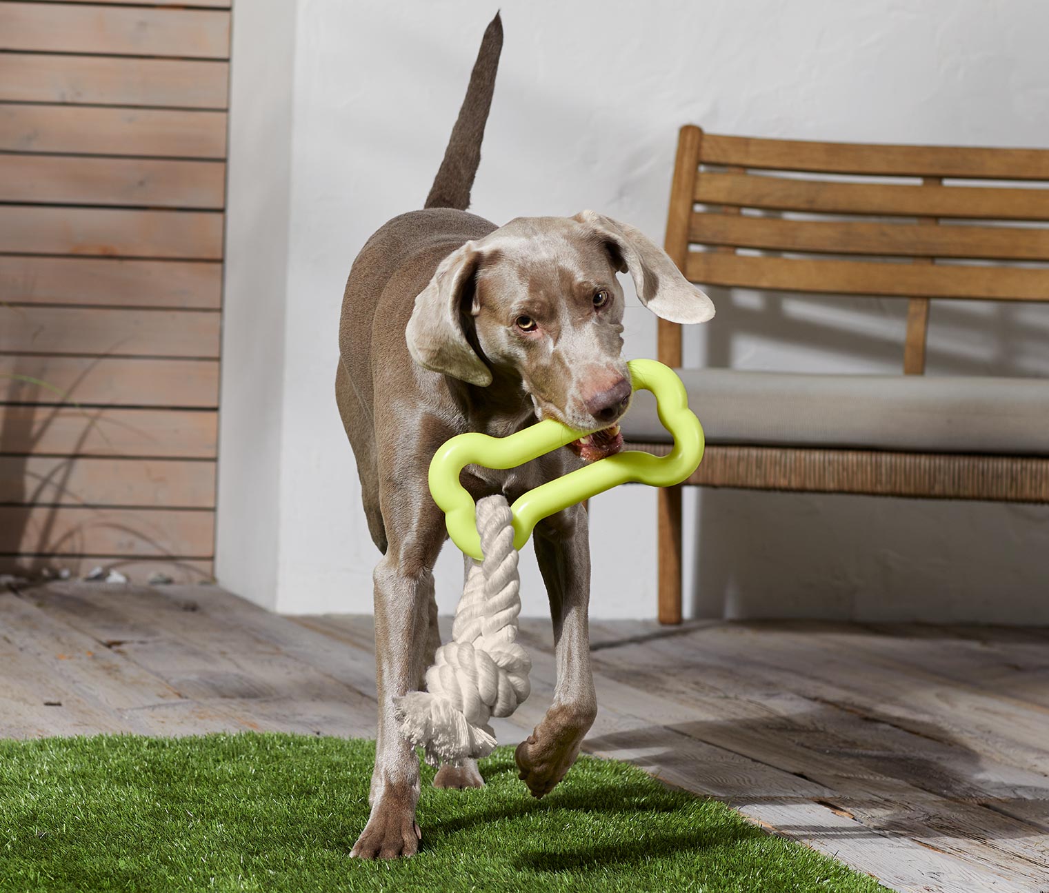 Hundespielzeug