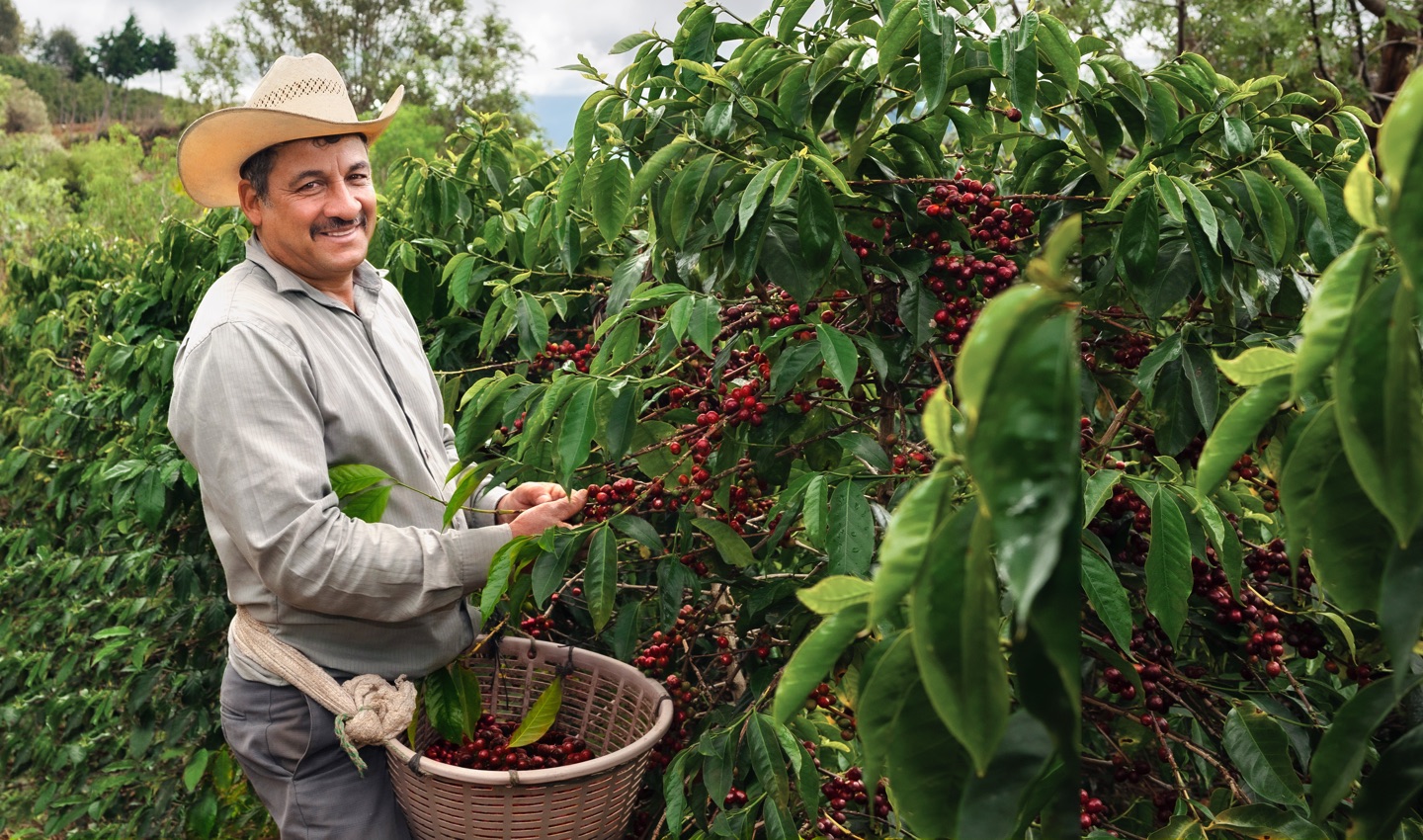Kaffeefarmer pflückt Kaffeekirschen auf einer Plantage in Guatemala