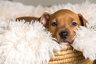 Tierbedarf online bestellen: Ein brauner Hundewelpe liegt in seinem Korb mit einer weissen, flauschigen Decke darin.